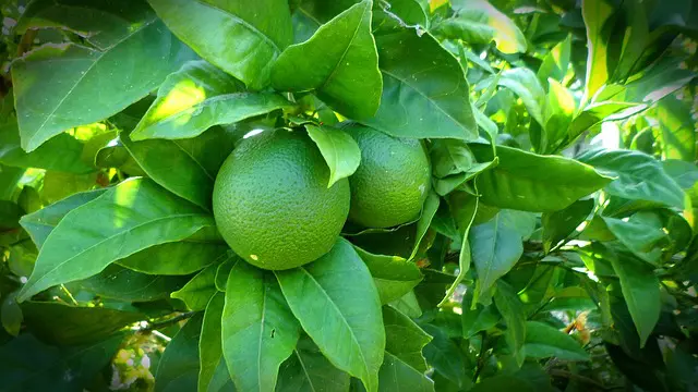 Como plantar limon