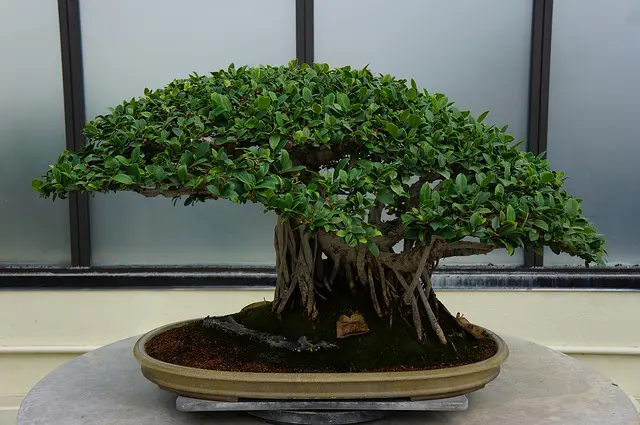 Como plantar un bonsai