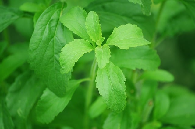 Como cultivar stevia