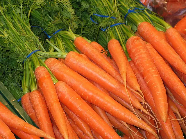 como sembrar zanahorias