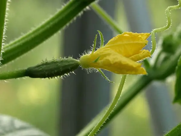 flor pepino femenina