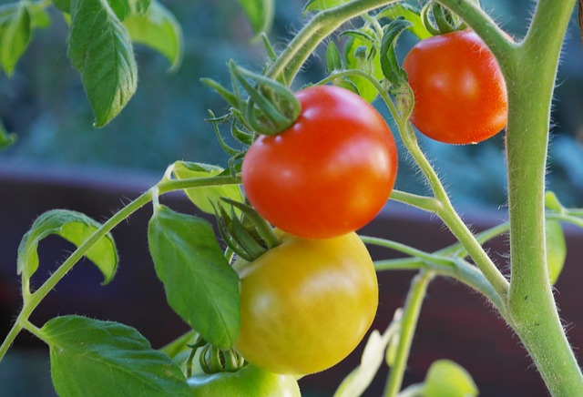 ES muy importante conocer el tipos de tomate antes de conocer como plantar tomates