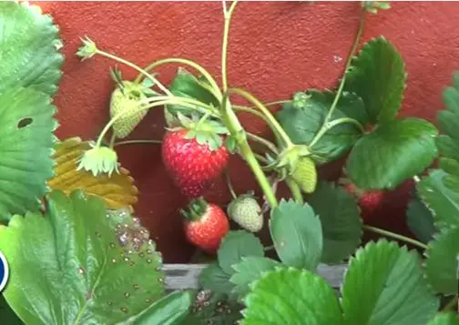 como plantar fresas