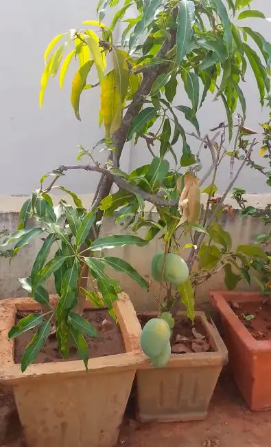 como plantar mangos
