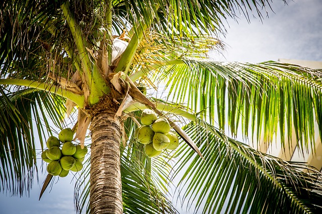 como sembrar cocos
