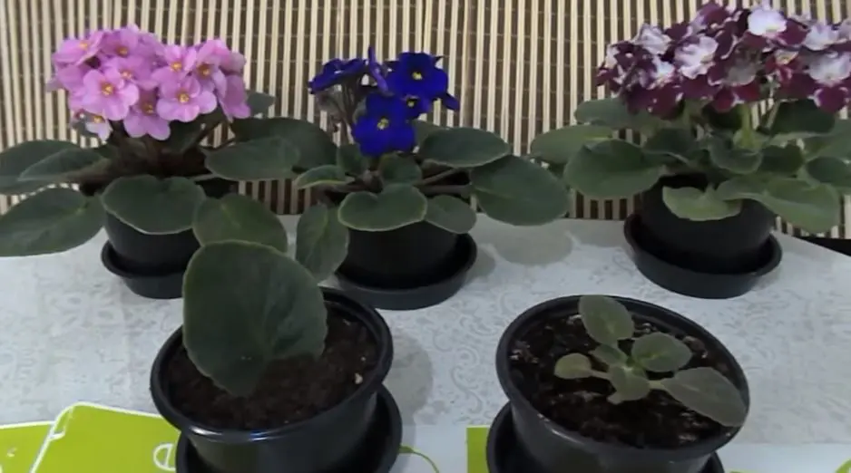 como plantar violetas