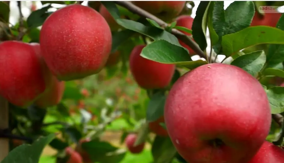 как посадить яблоки