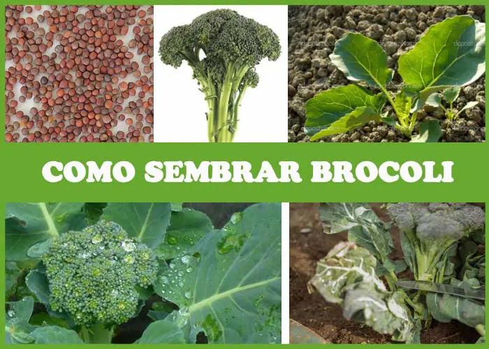 como sembrar brocoli