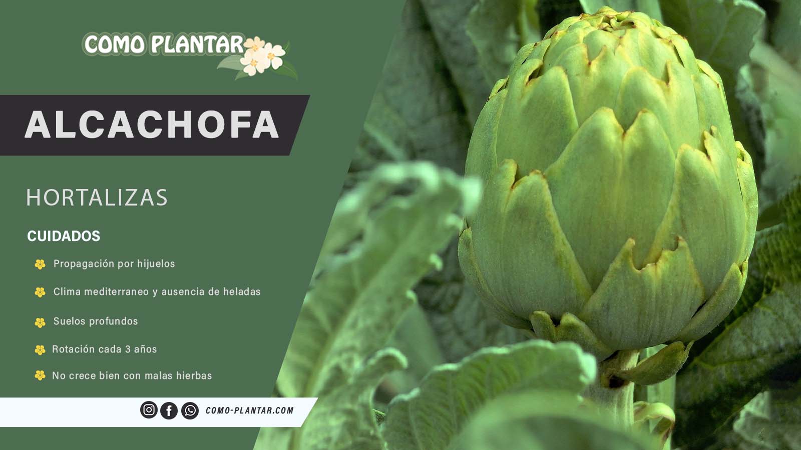 Sembrar alcachofas - Aprende a cuidar y cosechar esta deliciosa hortaliza