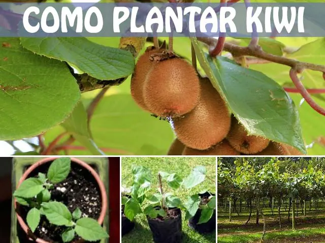 como plantar kiwis