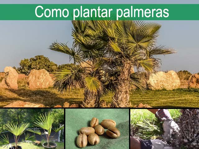 como plantar palmeras