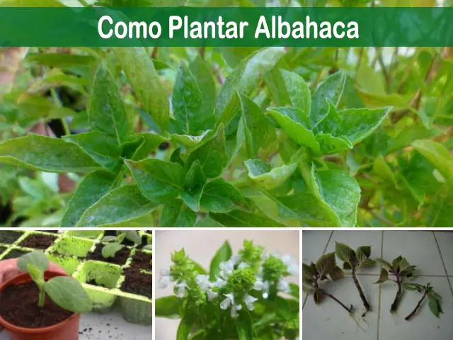 como plantar albahaca