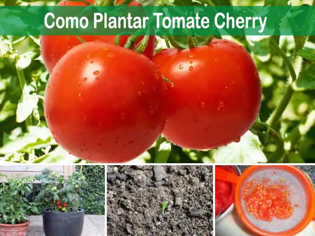 como plantar tomate cherry