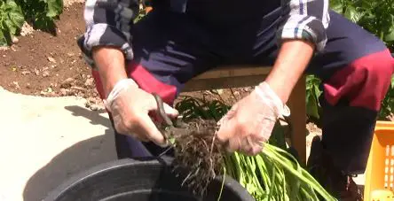 cortar las raices ajo porro