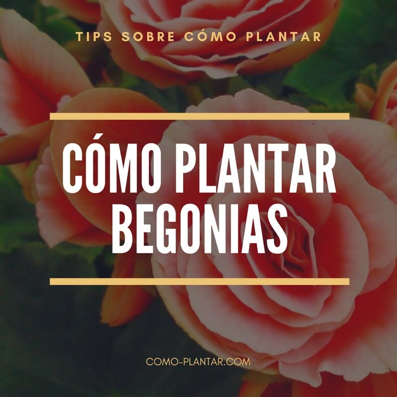 Plantar begonias - ¿Cómo cuidar y disfrutar de sus bellas flores?