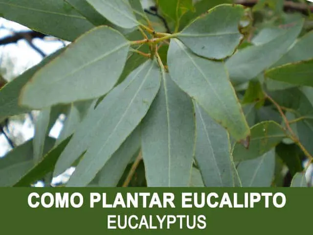 como plantar eucalipto