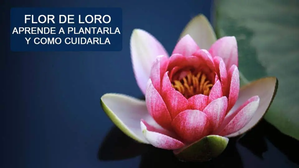 como plantar flor de loto