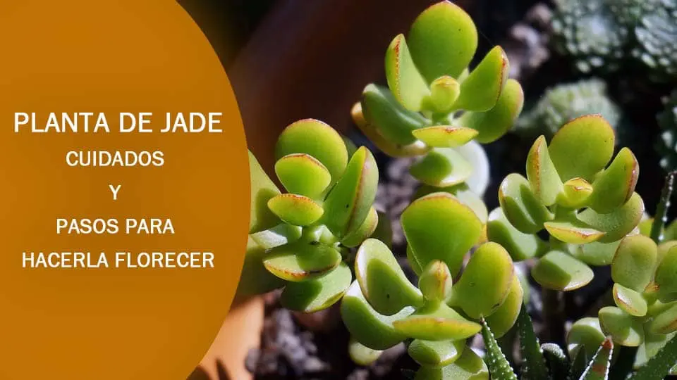 como plantar jade cuidados y como hacerla florecer