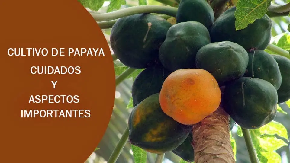 como sembrara papaya y cuidados del cultivo