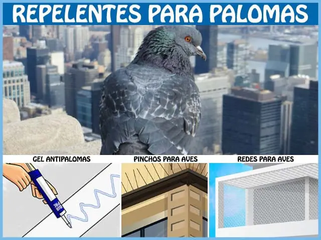Ahuyentar o repelentes para palomas