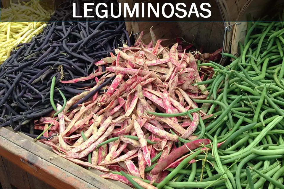 leguminosas o legumbres
