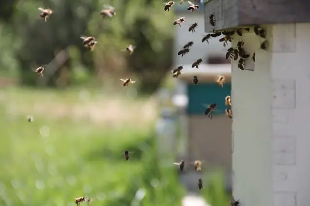 Repelentes para abejas