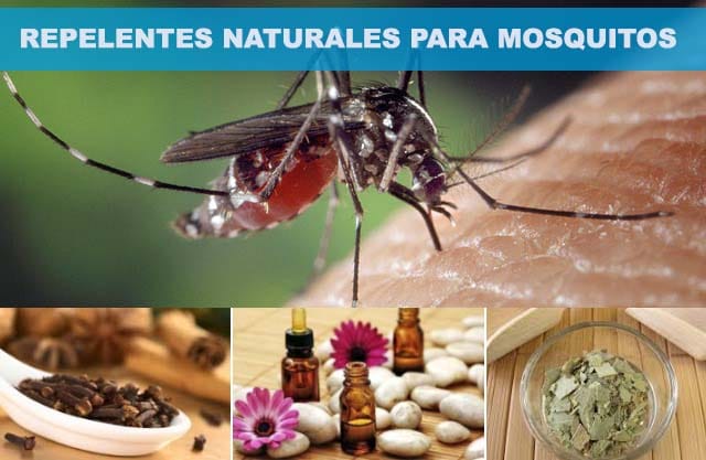 Si Cariñoso peine Repelentes para mosquitos - Remedios naturales para eliminarlos