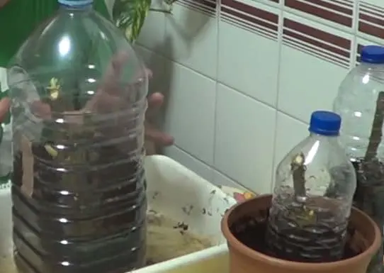 efecto invernadero con botellas para el esquejes de higo