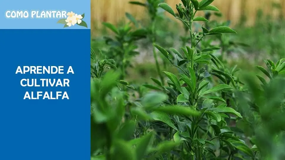 Como cultivar Alfalfa