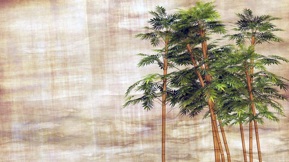 Plantar Bambu Cuidados Requisitos Y Como Sembrar Esta Graminea