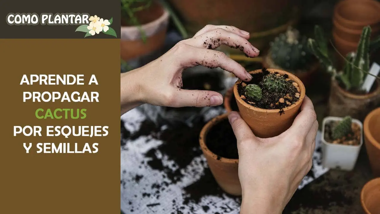 Inaccesible Distribuir tos Plantar cactus - Guía de cuidados para propagarla por semillas y esquejes