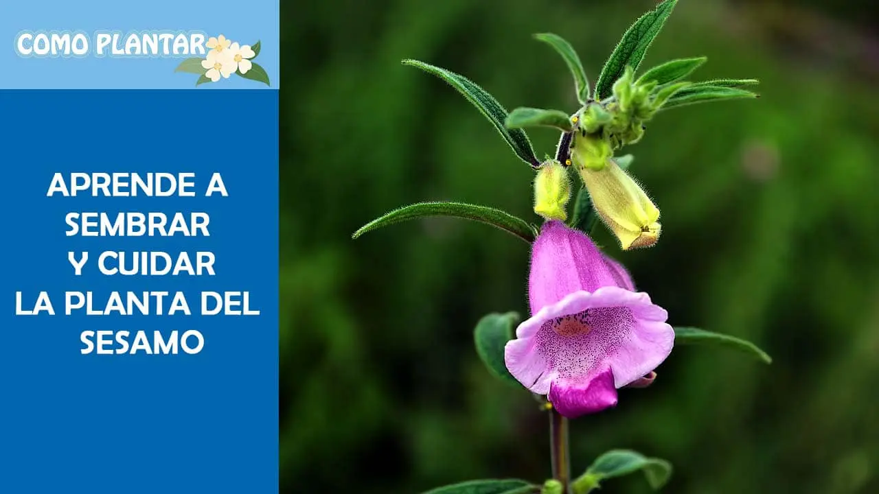 Guía para cultivar y cuidar la planta de sésamo