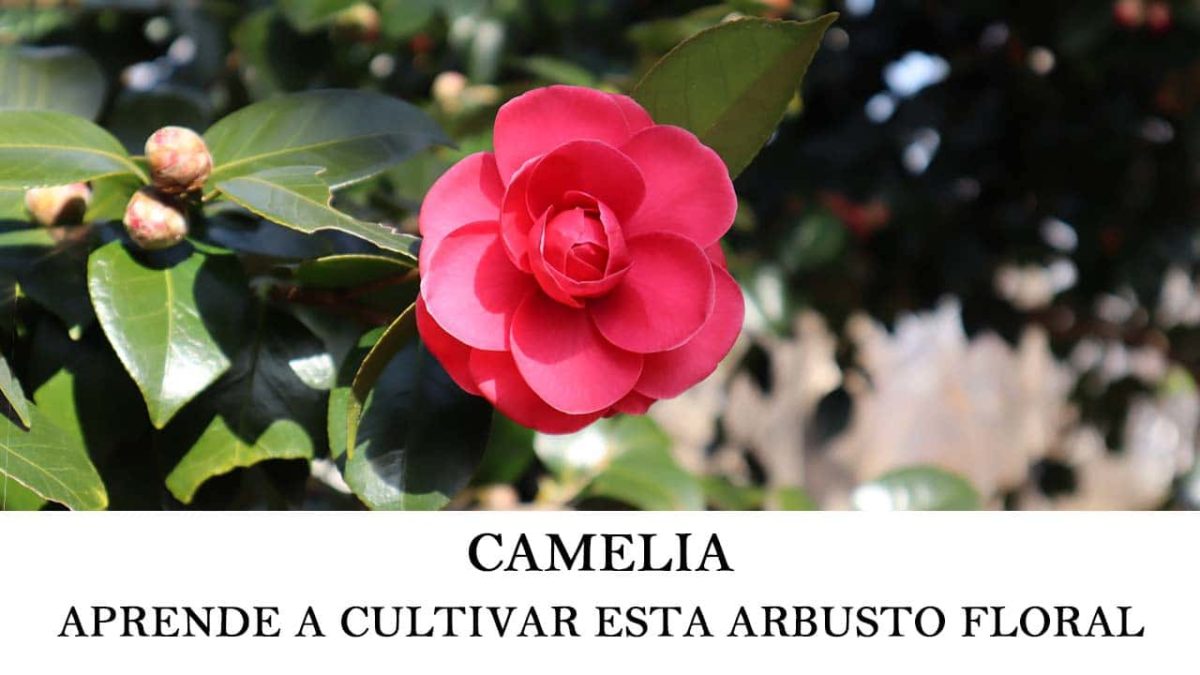 Camelia - Aprende a cultivar y obtener unas hermosas flores