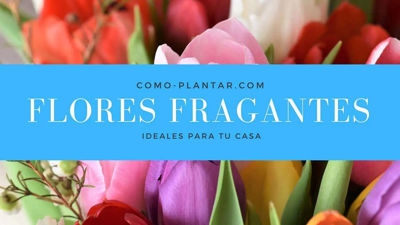 Flores Fragantes ideales para cultivar en tu hogar