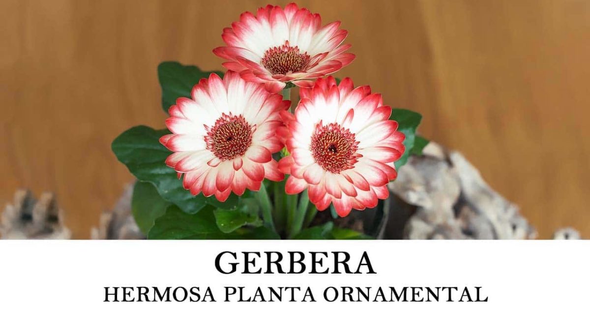 Sembrar Gerbera - Guía para el cultivo de esta flor ornamental