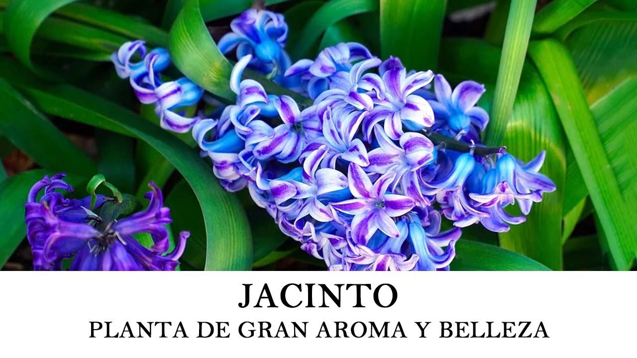 Cómo plantar jacinto o Hyacinthus orientalis
