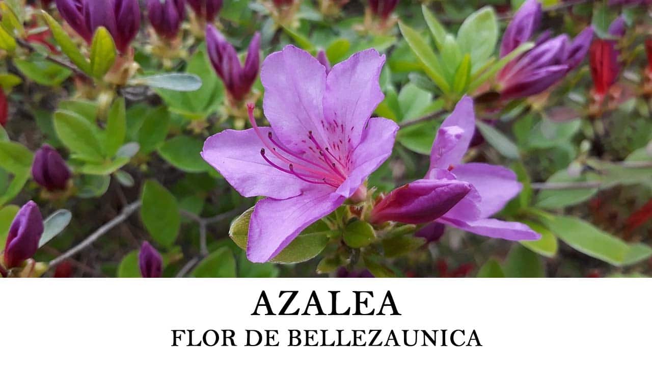Cómo sembrar azaleas o Rhododendron simsii