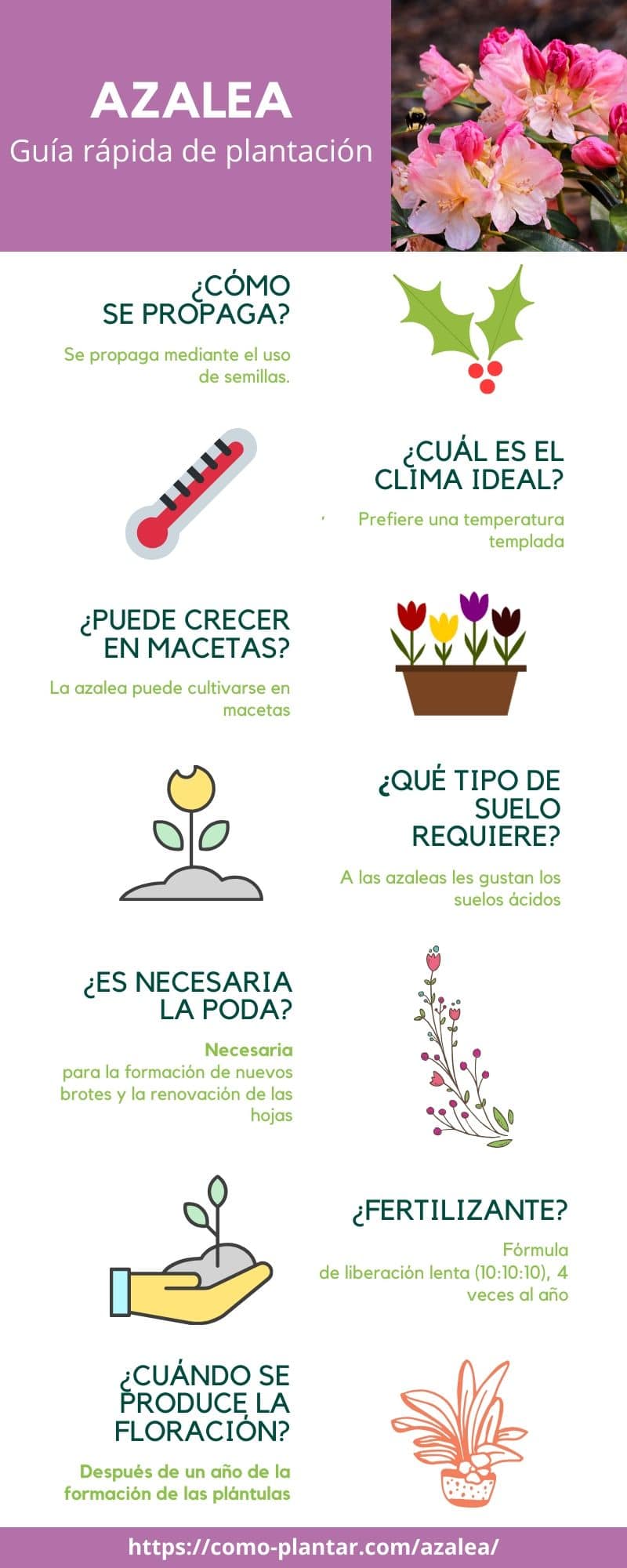 Guía para el cultivo de la azalea