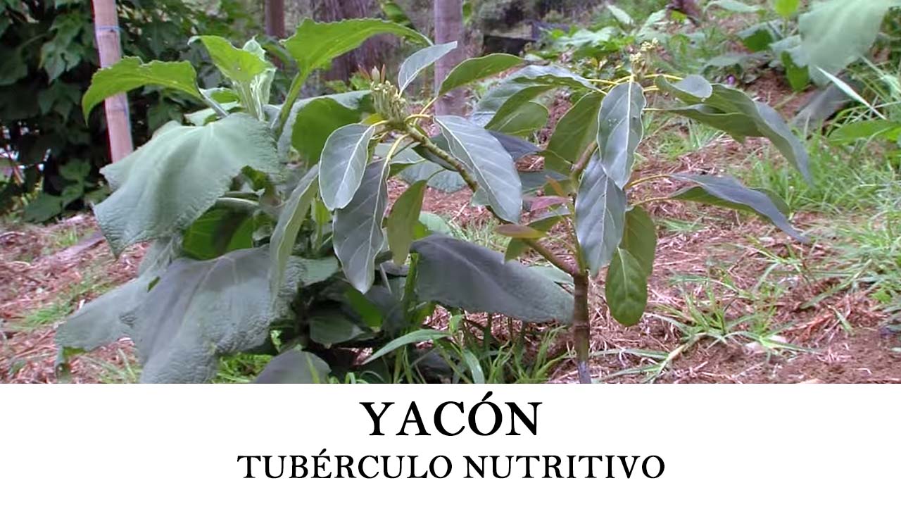 3 Rizomas bulbos de Yacón Smallanthus sonchifolius semillas sembrar