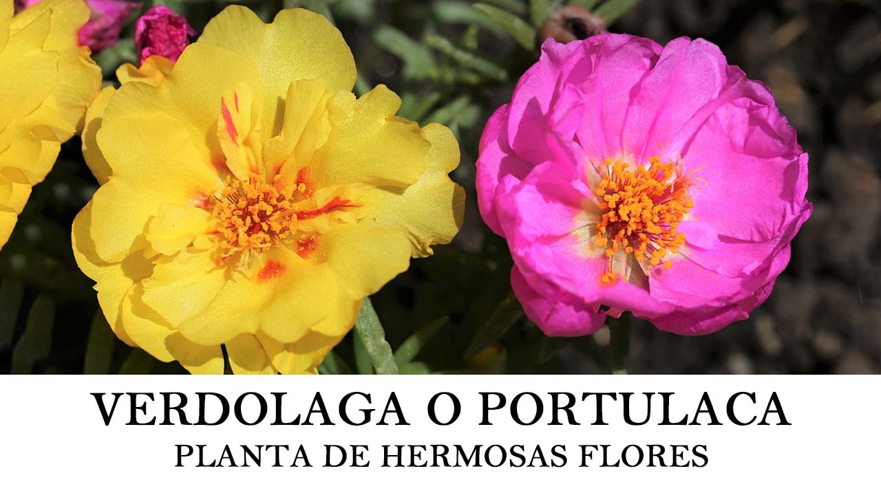 8 Flores para casa – Adorna tu hogar con estas bonitas especies florales
