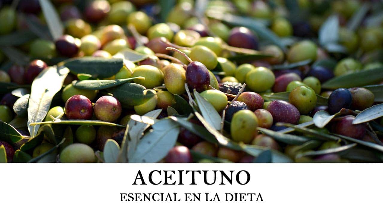 Cómo plantar aceituno u olivo Olea europaea