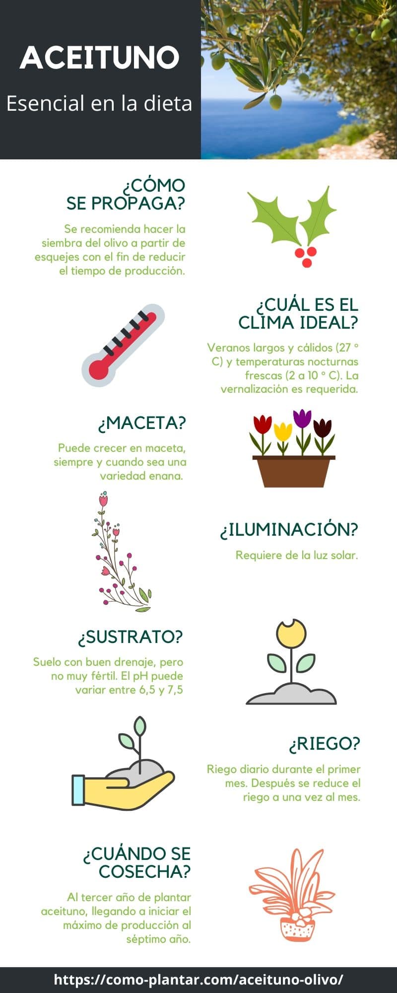Guía para el cultivo del aceituno y obtención de aceituna u oliva