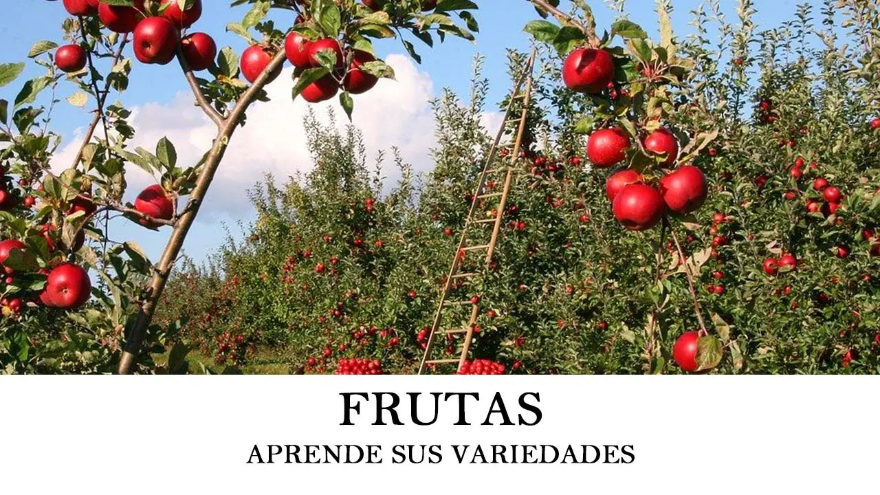 variedades y tipos de frutas