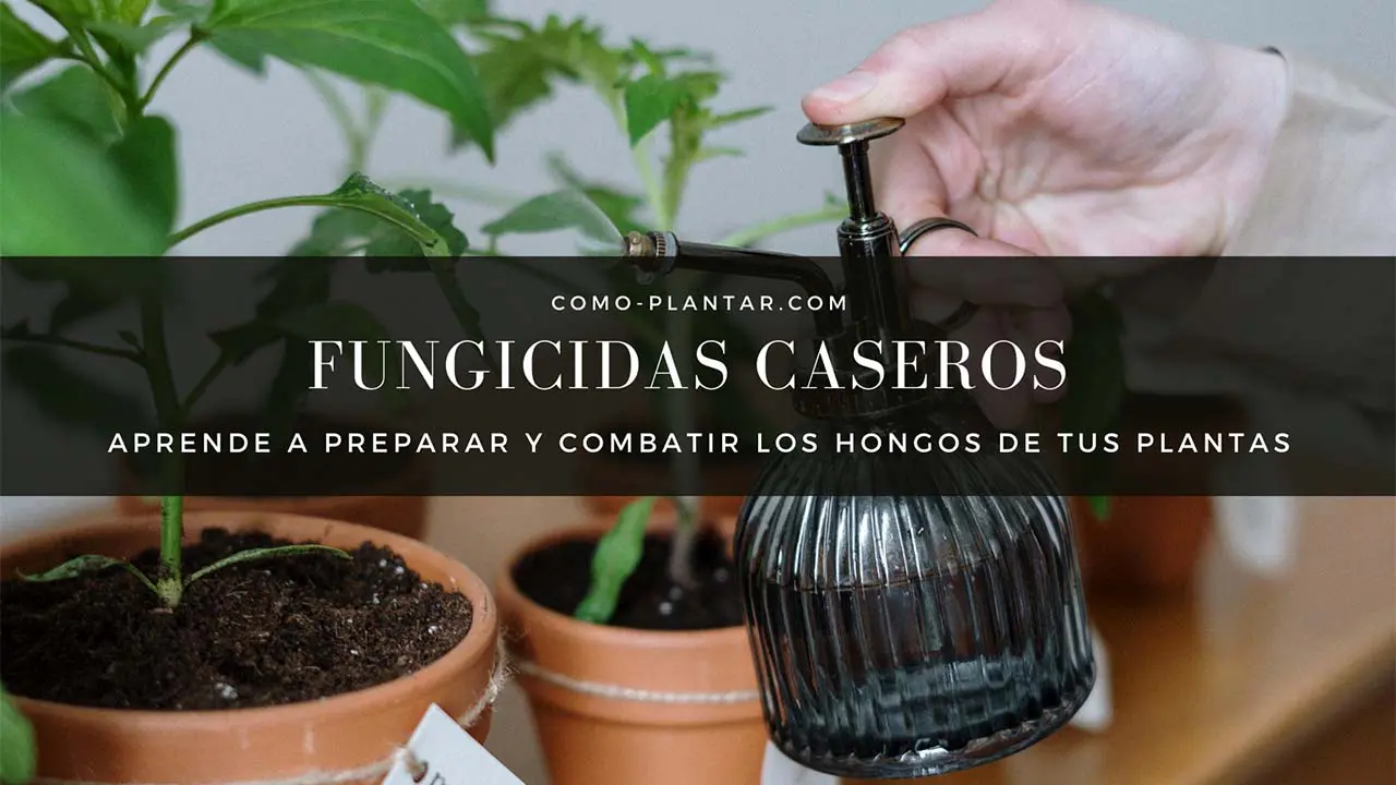 Fungicidas caseros para combatir los hongos de las plantas