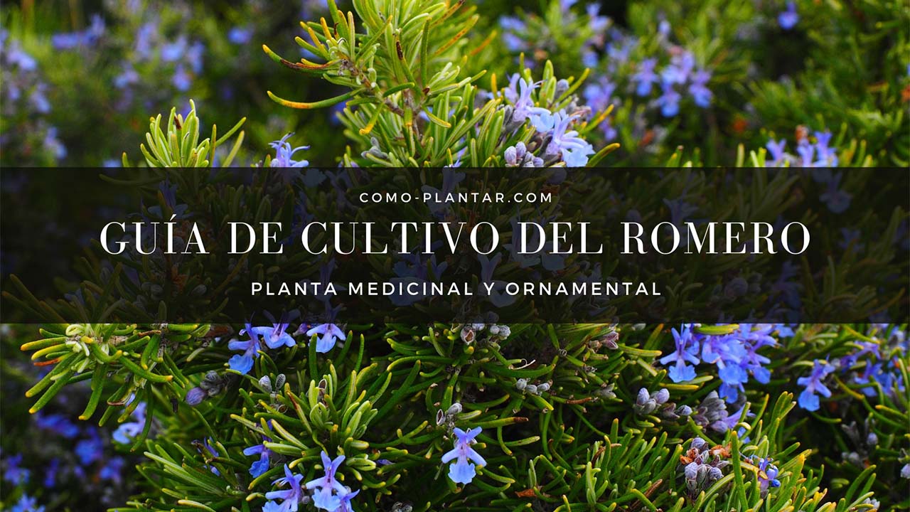 Guía para el cultivo del Romero o Rosmarinus officinalis