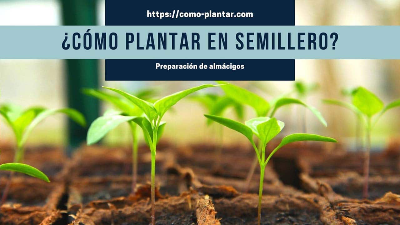 Cómo plantar en semillero
