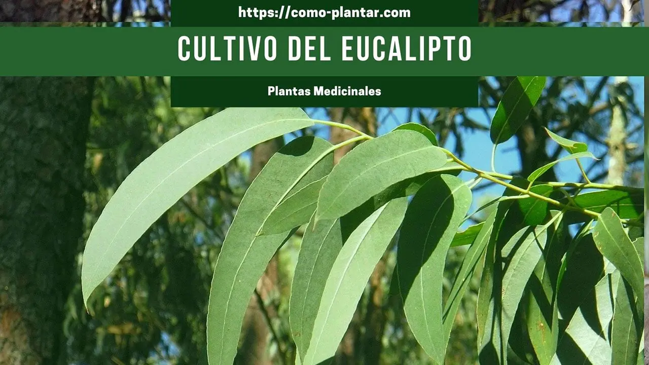 Cultivo del eucalipto