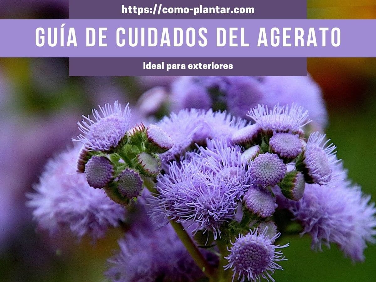 Agerato o Damasquino - Aprende a cuidar esta planta de bellas flores