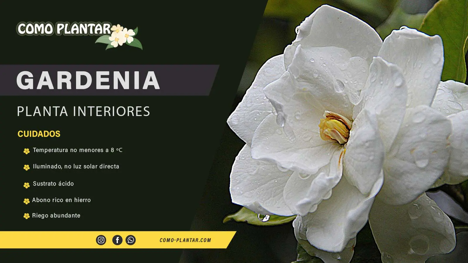 Guía de cuidados de la Gardenia