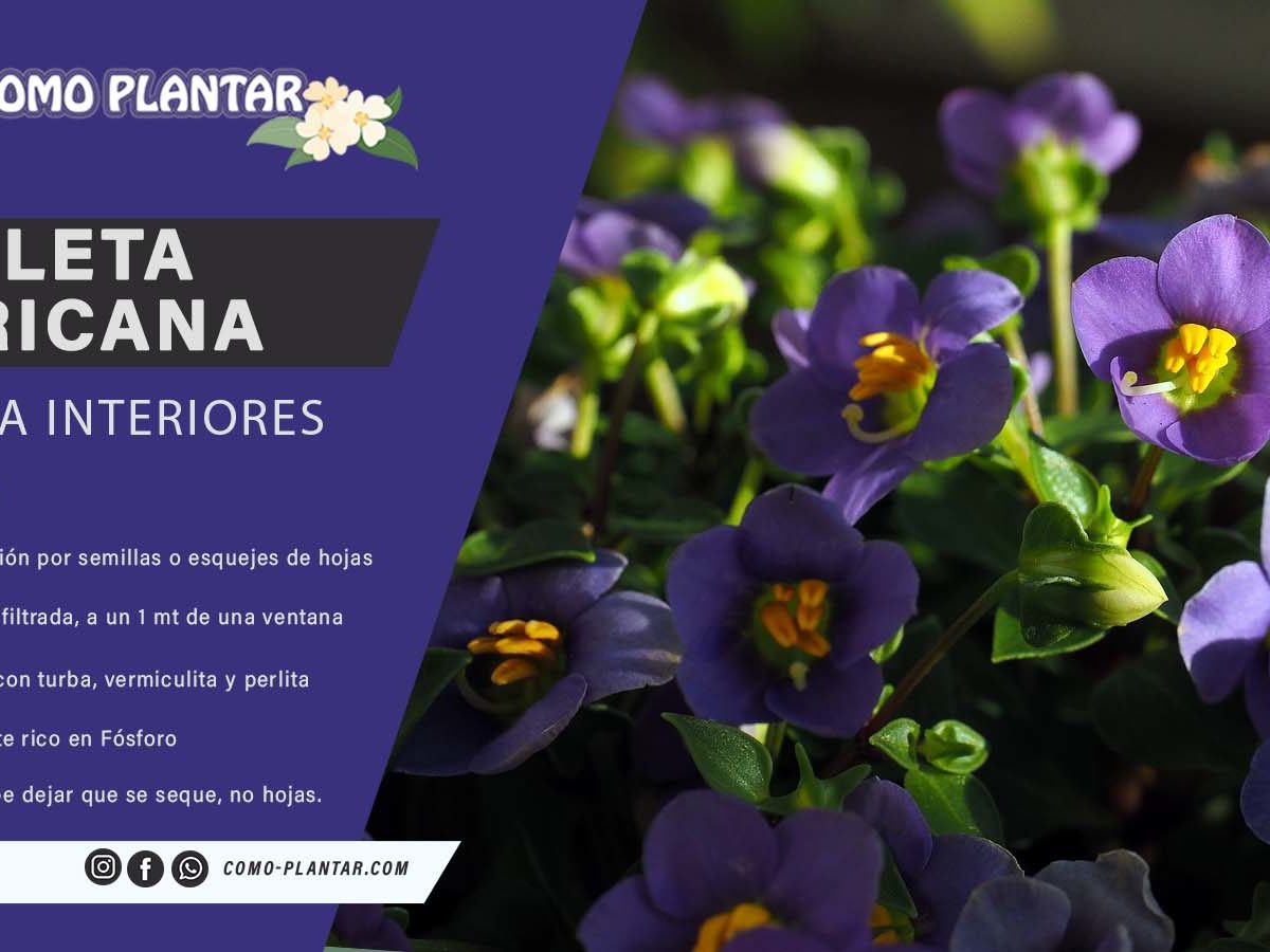 Violeta Africana - Aprende a propagar y cuidar esta planta